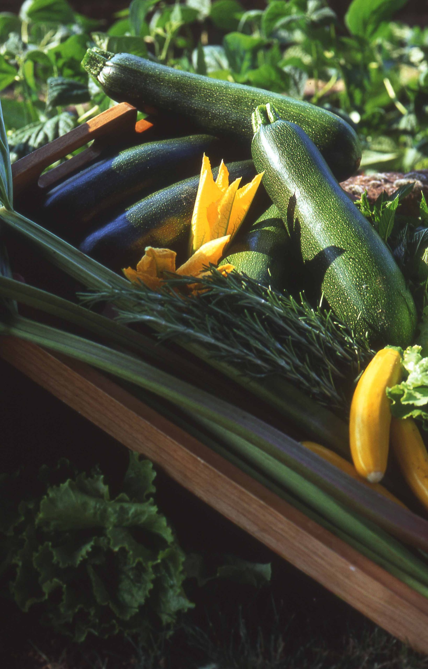 Courgettes du potager