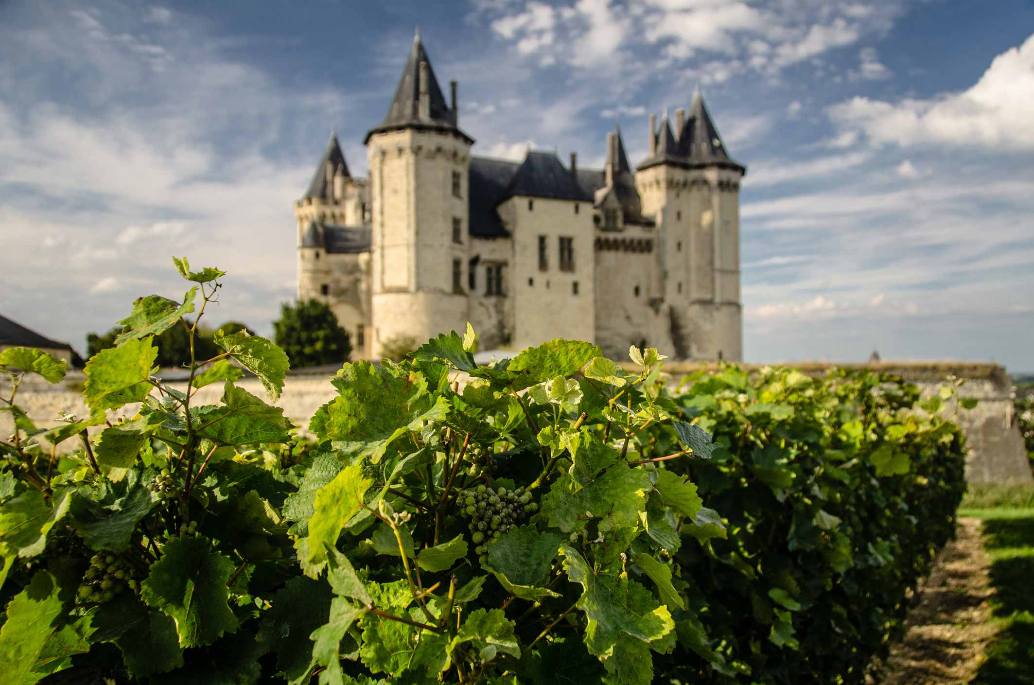 Vineyards of the Loire Valley